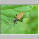 Lagria hirta - Gemeiner Wollkaefer 01.jpg